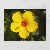 Gele Hibiscus Flower Briefkaart (Voorkant)