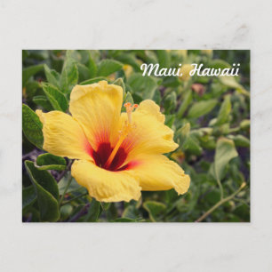 Gele Hibiscus Flower   BRIEFKAART