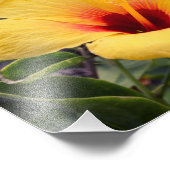 Gele Hibiscus Flower | Fotoafdrukken Foto Afdruk (Hoek)