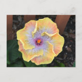 Gele Hibiscus Flower Fotografisch Botanisch Briefkaart (Voorkant)