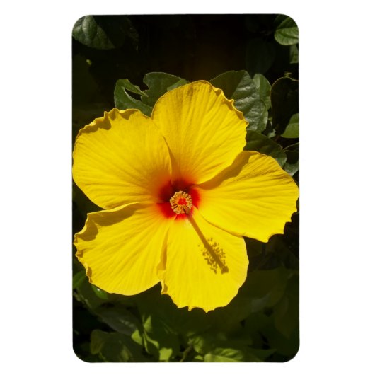 Gele Hibiscus Flower Magneet (Verticaal)