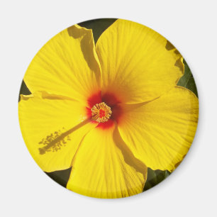 Gele Hibiscus Flower Magneet