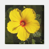 Gele Hibiscus Flower Magneet (Voorkant)