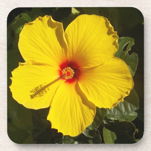 Gele Hibiscus Flower Onderzetter (Voorkant)