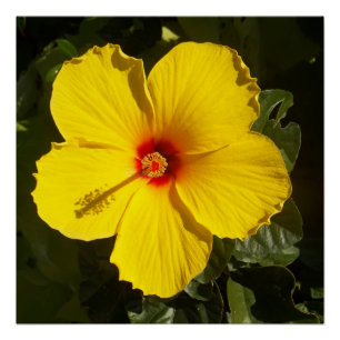 Gele Hibiscus Flower Perfect Poster