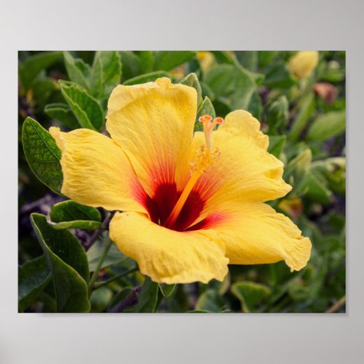 Gele Hibiscus Flower | POSTER (Voorkant)