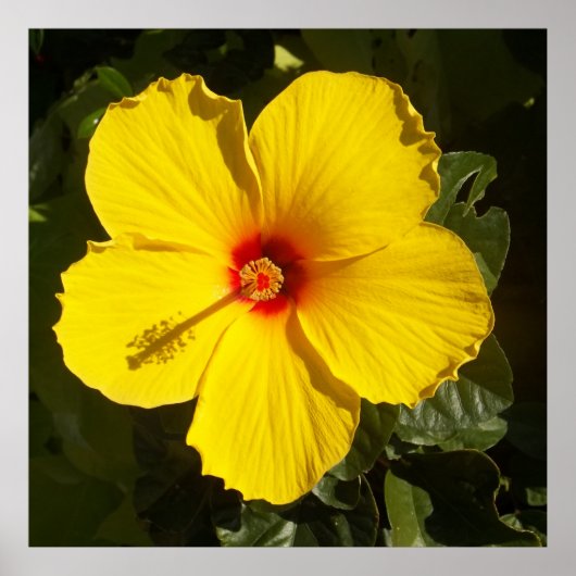 Gele Hibiscus Flower Poster (Voorkant)