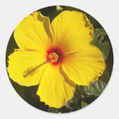 Gele Hibiscus Flower Ronde Sticker (Voorkant)