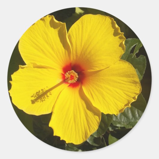 Gele Hibiscus Flower Ronde Sticker (Voorkant)