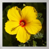 Gele Hibiscus Flower Small Poster (Voorkant)
