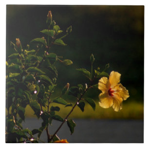 Gele Hibiscus Flower Struik Tegel Tegeltje