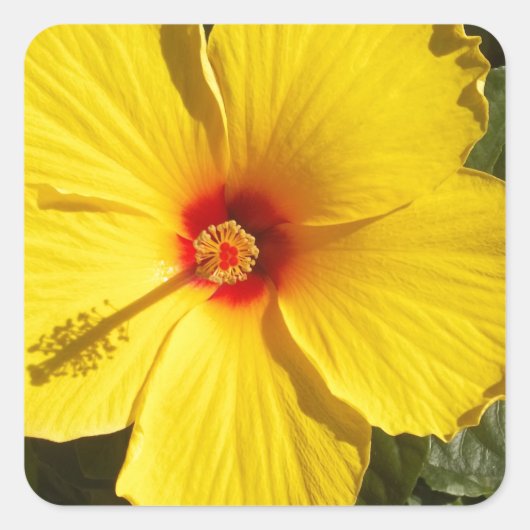 Gele Hibiscus Flower Vierkante Sticker (Voorkant)