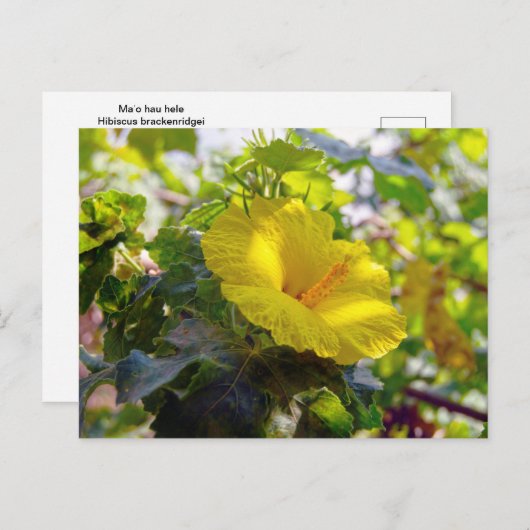 Gele Hibiscus Hawaii State Flower Briefkaart (Voorkant / Achterkant)
