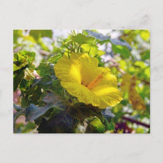 Gele Hibiscus Hawaii State Flower Briefkaart (Voorkant)