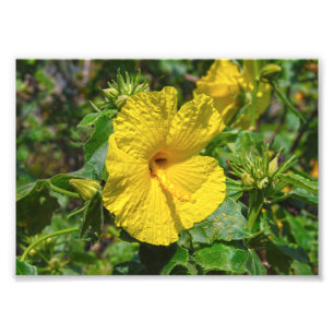 Gele Hibiscus Hawaii State Flower Foto Afdruk