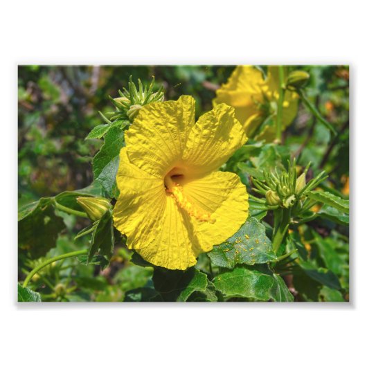 Gele Hibiscus Hawaii State Flower Foto Afdruk (Voorkant)