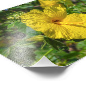 Gele Hibiscus Hawaii State Flower Foto Afdruk (Hoek)