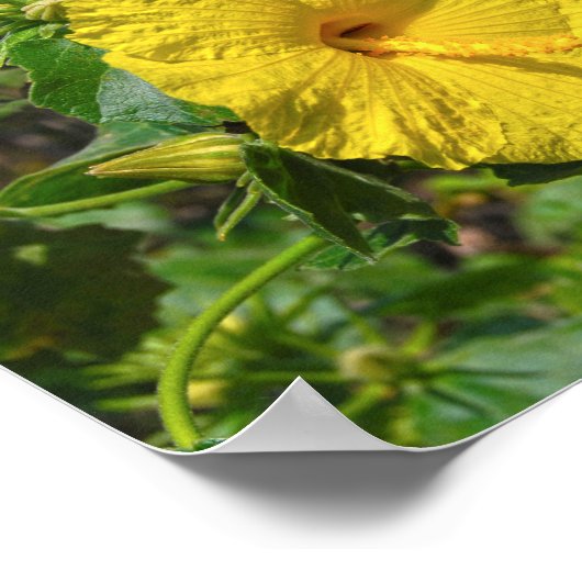 Gele Hibiscus Hawaii State Flower Poster (Hoek)