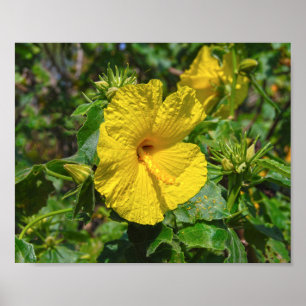 Gele Hibiscus Hawaii State Flower Poster