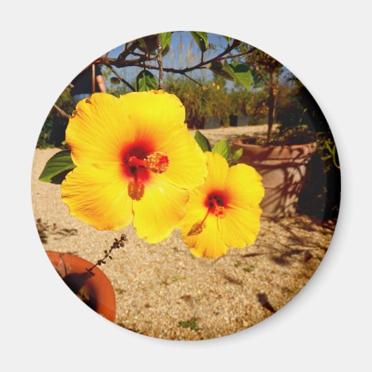 Gele Hibiscus Magnet (Voorkant)
