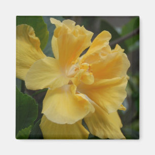 Gele Hibiscus magnet