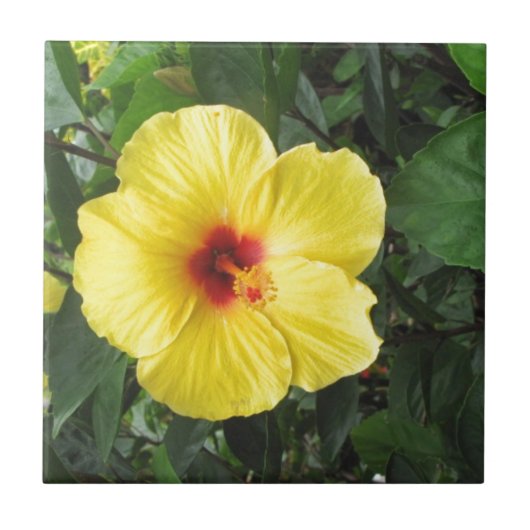 Gele Hibiscus Plant Art Items Tegeltje (Voorkant)