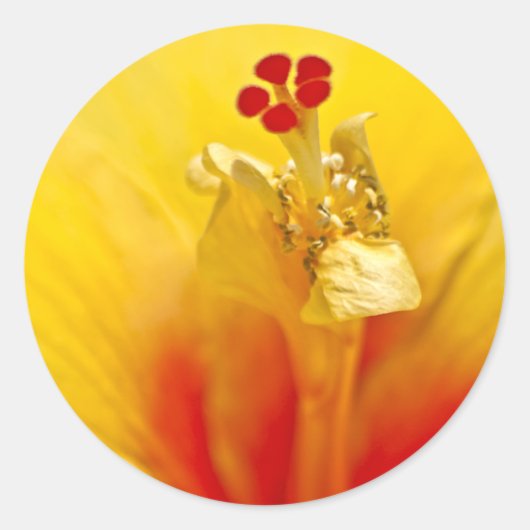 Gele Hibiscus Sticker (Voorkant)