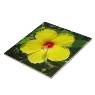 Gele Hibiscus-tegel Tegeltje