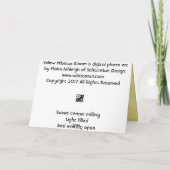 Gele hibiscusbloei kaart (Achterkant)