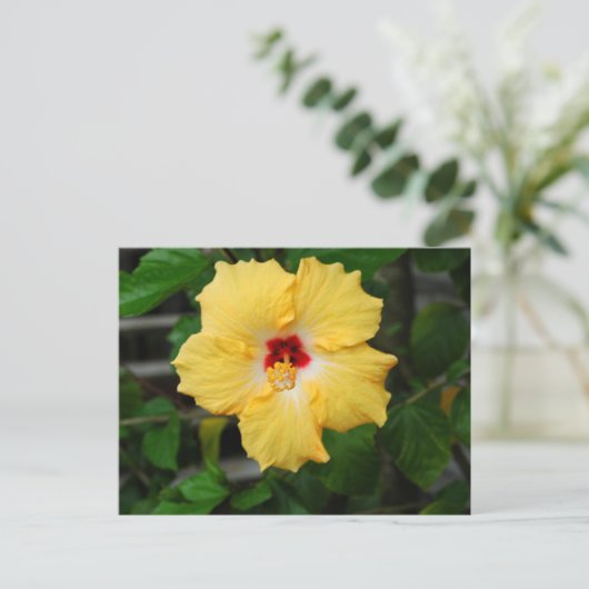 Gele Hibiscusbloem Briefkaart (Staand voorkant)