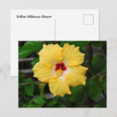 Gele Hibiscusbloem Briefkaart (Voorkant / Achterkant)