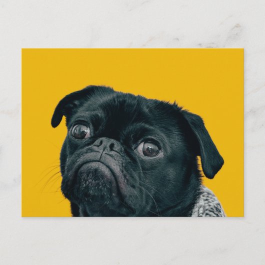 gele hond briefkaart (Voorkant)