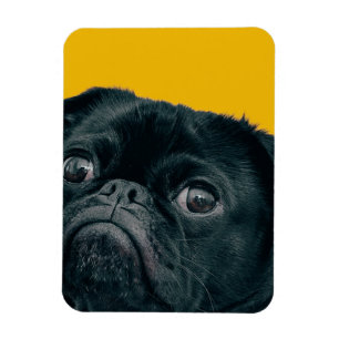 gele hond magneet