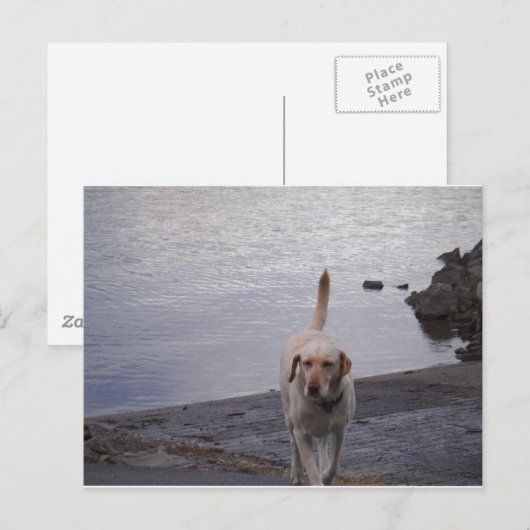 Gele hond op dock gele labrador briefkaart (Voorkant / Achterkant)