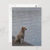Gele hond op het dok briefkaart (Voorkant / Achterkant)