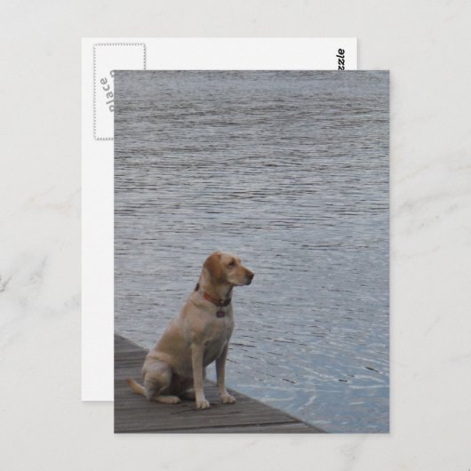 Gele hond op het dok briefkaart (Voorkant / Achterkant)
