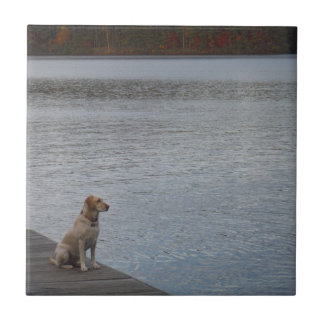 Gele hond op het dok tegeltje