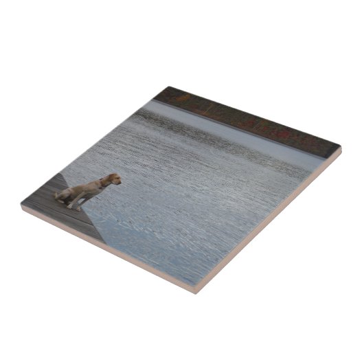 Gele hond op het dok tegeltje (Zijkant)