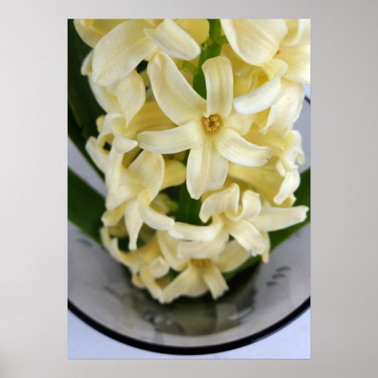 gele hyacinit poster (Voorkant)