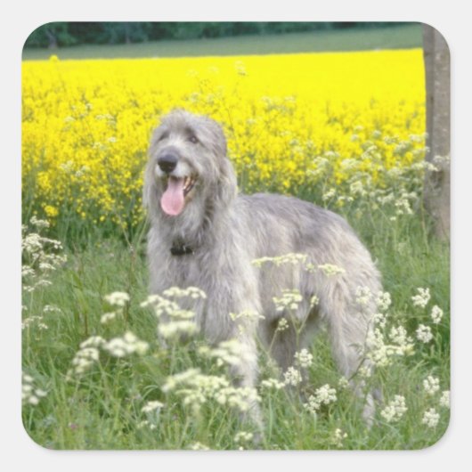 gele Ierse wolfsbloemen Vierkante Sticker (Voorkant)