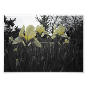 Gele Iopen Foto Afdruk