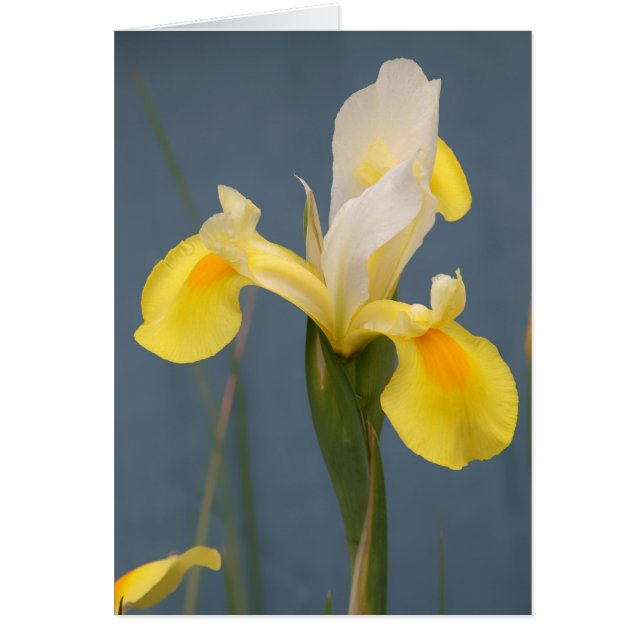 Gele Iris (Voorkant)