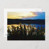 Gele Iris aan de kust van het Arrowidenmeer Briefkaart (Voorkant / Achterkant)
