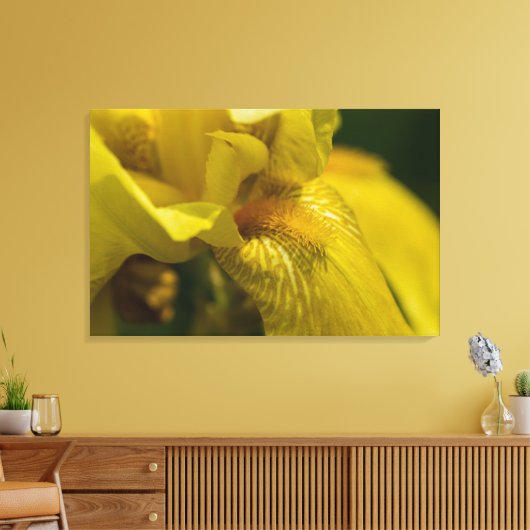 Gele Iris Beard Canvas Afdruk (Insitu (Woonkamer))