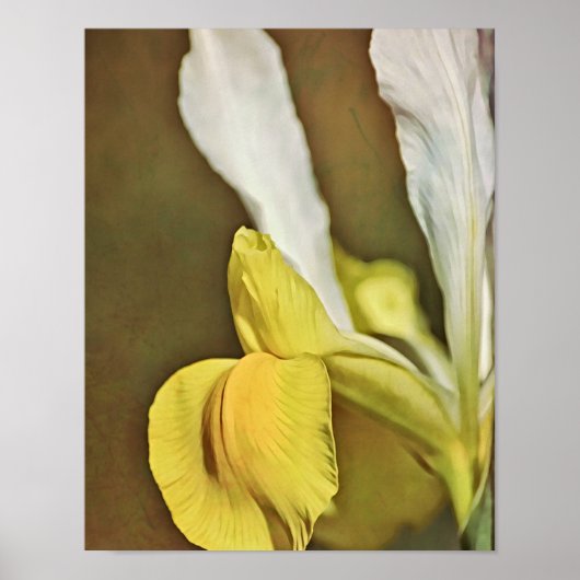Gele Iris Bloem Fotografische Kunstprint Poster (Voorkant)