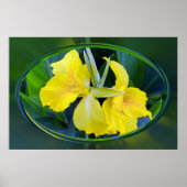 Gele Iris bloem Poster (Voorkant)