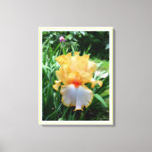Gele Iris Bloem Tuin Canvasprint Canvas Afdruk (Voorkant)
