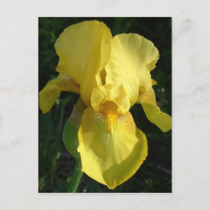 Gele Iris Briefkaart