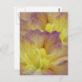 Gele iris en betekenis briefkaart (Voorkant / Achterkant)