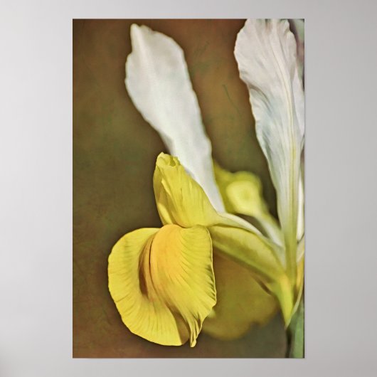 Gele Iris Flower Photographic Art afdrukken Poster (Voorkant)